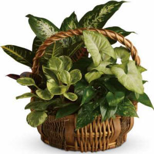 Emerald Garden Basket arrangement