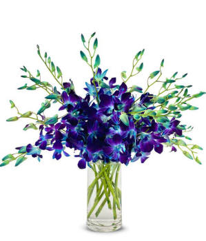 Galactic Blue Dendrobium Orchids - Deluxe