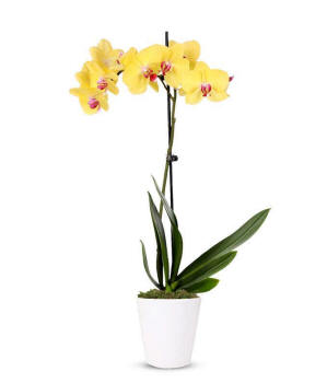 A yellow-colored orchid plant in a 3-inch diameter ceramic pot.