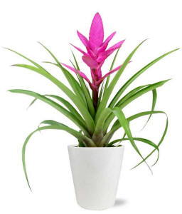 Posh Pink Tropical Bromeliad plant delivered in Hawaii