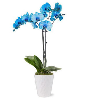 Blue Watercolor orchids in a modern vase; bold blue orchid gift delivery option