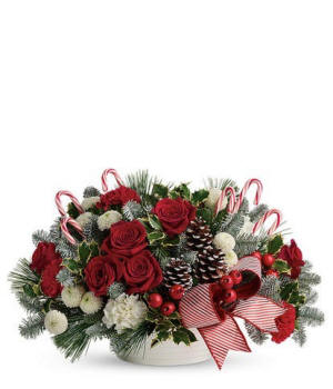 Candy Canes & Roses - Christmas roses in festive colors
