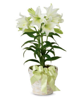 Easter lily plant