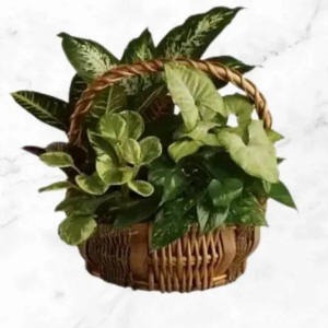 Elegant Garden Plant Basket — Scottsdale delivery