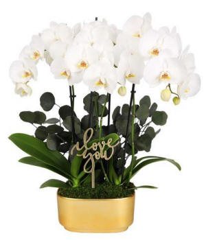 White orchid duo with eucalyptus in a keepsake container; luxury orchid delivery gift
