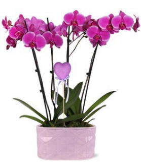 Orchid Garden $124.99