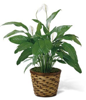 Peace Lily plant with white blooms and glossy green leaves in a round woven container