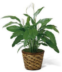 Peace lily plant in a woven container - sympathy and comfort plant delivered in Ahwatukee AZ