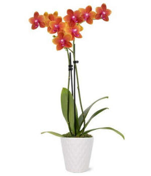Sweet as a Peach orchid plant; warm peach tone orchid delivery gift for birthdays or thank you