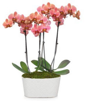 Peach Orchids $124.99