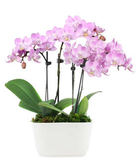 Pink orchid arrangement for festive winter gifting