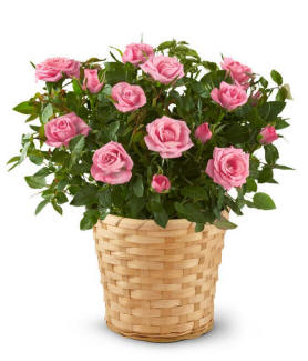 Pretty Pink Rose Plant with mini pink rose blooms and green foliage in a basket planter