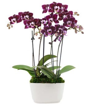 Purple Orchids $64.99