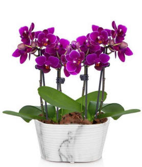 Purple orchid arrangement for New Year's celebrations