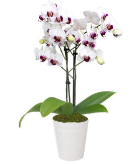 Purple & White Orchids $59.99