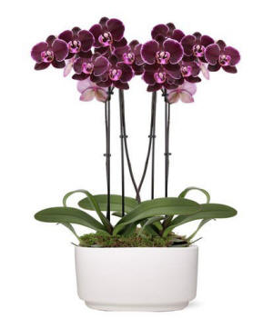 Radiant Joy orchids showpiece arrangement; premium orchid gift for big moments and milestones