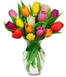 A dozen rainbow colored tulips in a clear glass vase