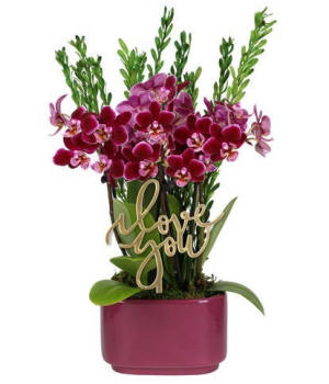 Royal Purple orchid duo with greenery; gift-ready orchid delivery for romance, birthdays, or thanks