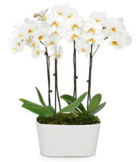 Snowy White Orchids $124.99