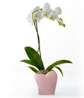 Sweet Love Orchid $64.99