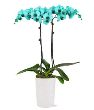 Turquoise Waters orchid arrangement; modern turquoise orchid gift delivered for milestones and wow moments