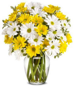 Upsy Daisy Sympaty Flowers $89.99
