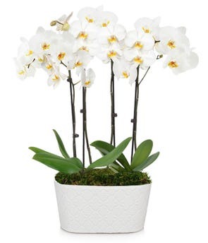 White Orchids $124.99