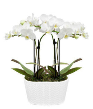 Purely Pristine white orchid duo; clean, calming orchid plant for sympathy or office delivery