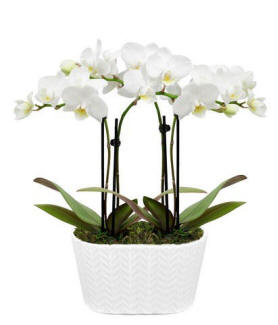 White orchid plant for elegant New Year's gifting