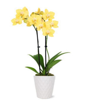 Lustrous Yellow orchid plant; cheerful yellow orchid delivery gift for encouragement and friendship